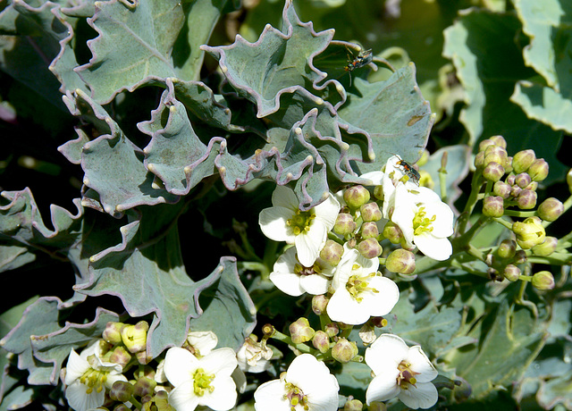 Sea Kale