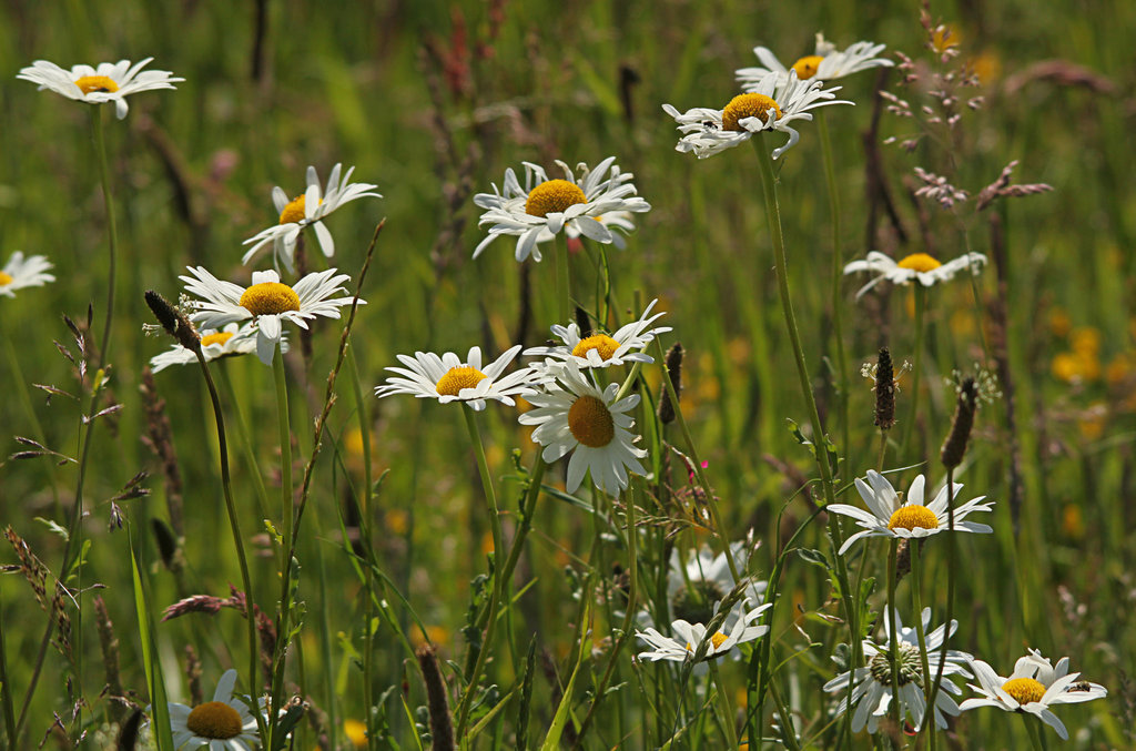 Oxeye Daisies