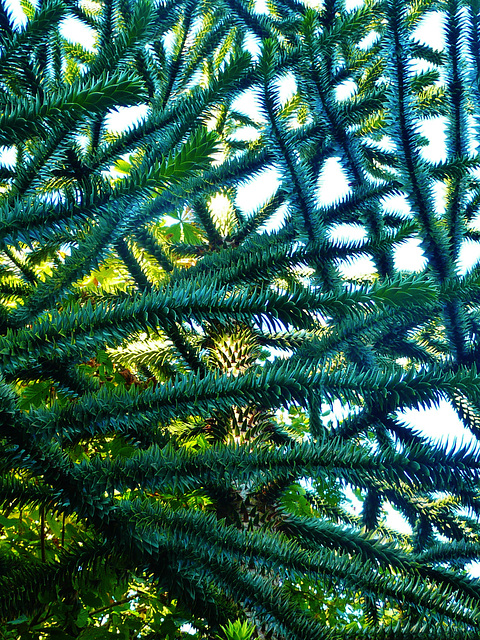 monkey puzzle tree at emmetts in autumn