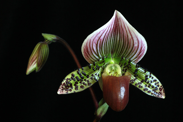 Paphiopedilum Nightfire x Paphiopedilum Slipknot