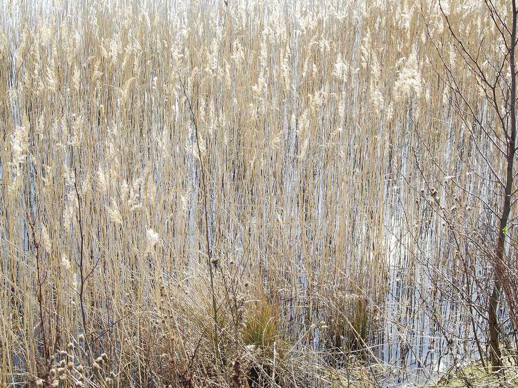 Reed Bed