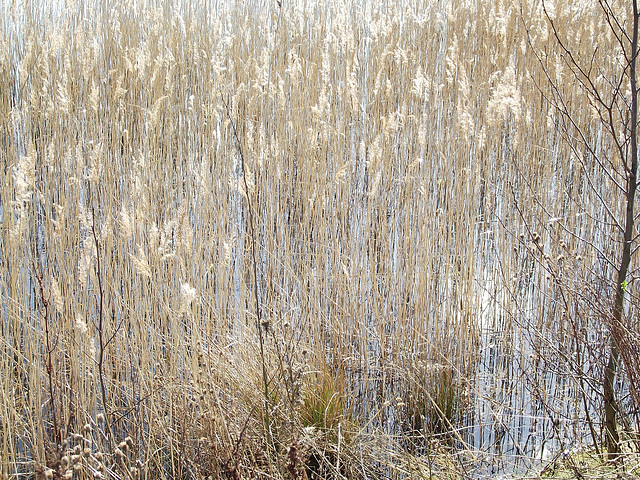 Reed Bed