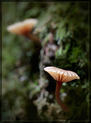 Quizzical Forest Mushrooms