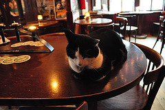 Cat in cafe Pieper
