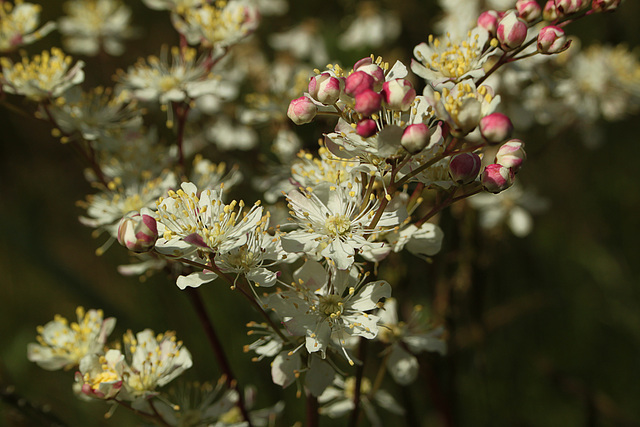 Dropwort