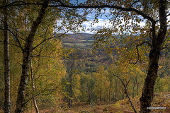 Autumn in Glen Affric - HDR