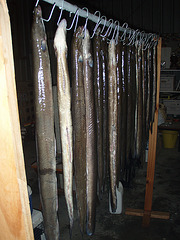 20 eels drying