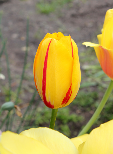 Tulipe flammée