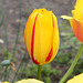 Tulipe flammée