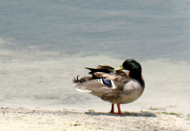 Quack feathers . .