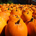 Just Pumpkins