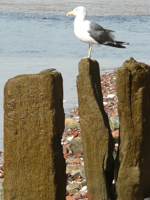 seagull on thames foreshore, london