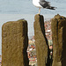 seagull on thames foreshore, london