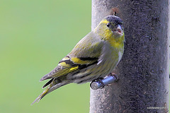 I promise no more goldfinches for a while! 5107422726 o