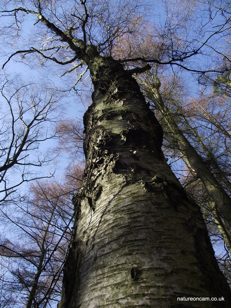 Silver Birch