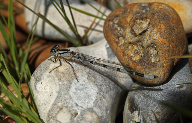 Common Blue Damselfly