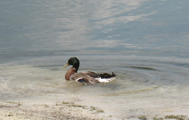 Quack swim...