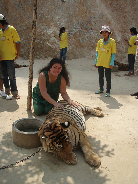 tiger patting