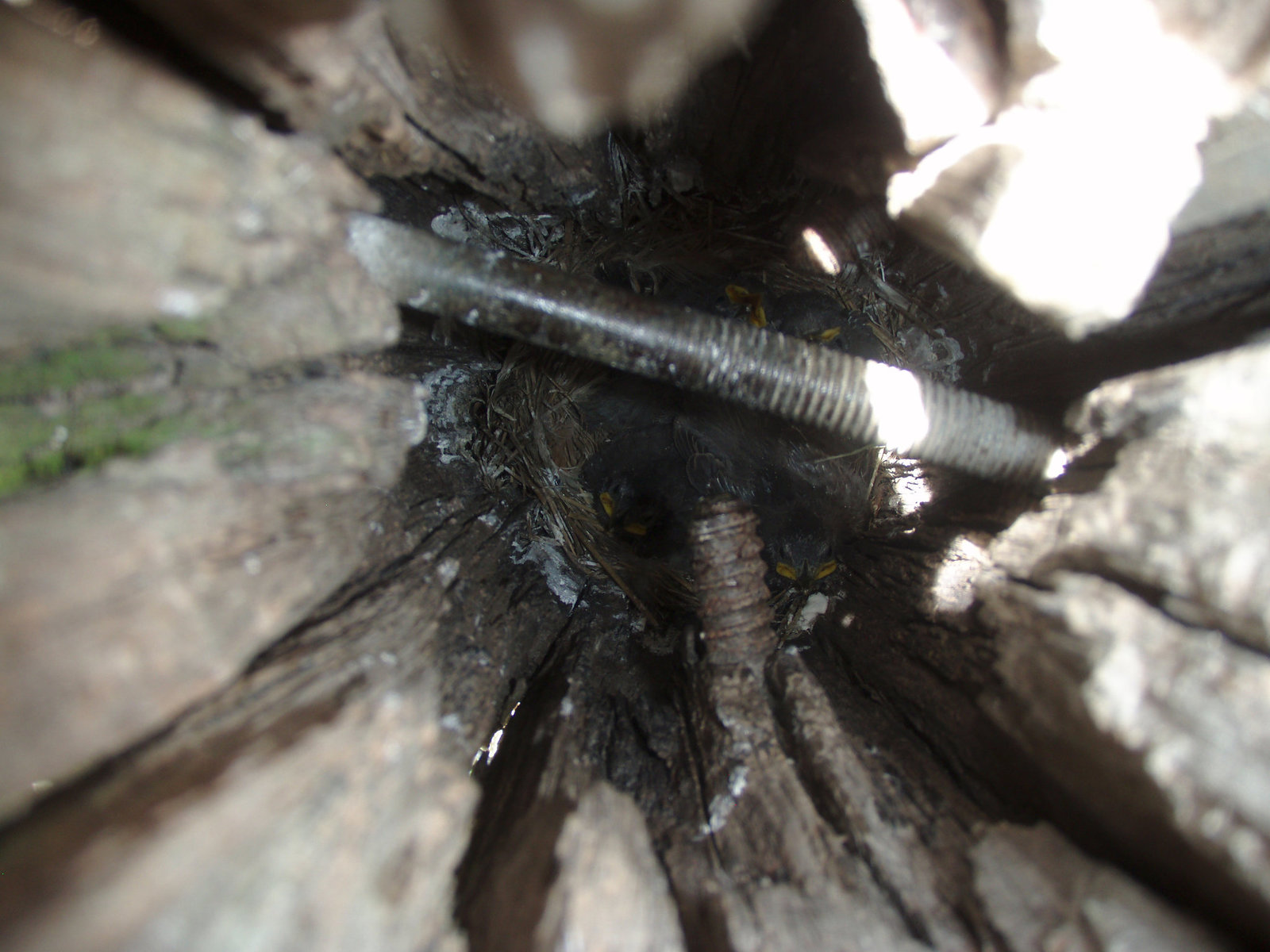 feathered fence post chicks