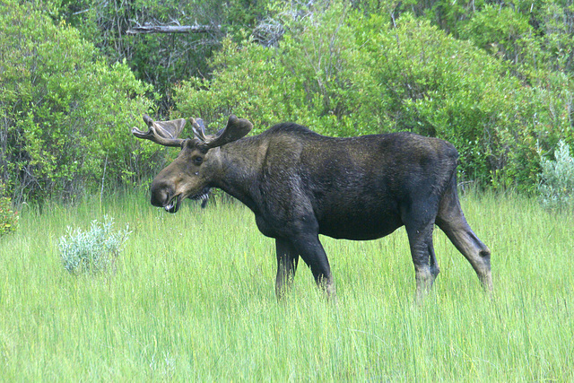 Moose