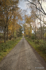Autumn Journey down country lanes...