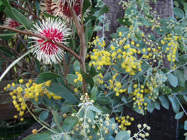 flowers from our garden