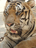tiger close up