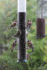 Goldfinches feeding in the rain 5157653233 o