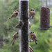 Goldfinches feeding in the rain 5157653233 o