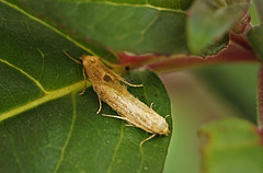 Patio Life: Blastobasis lacticolella Moths Mating