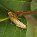 Patio Life: Blastobasis lacticolella Moths Mating