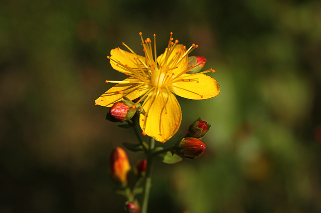 Slender St John's-wort