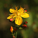 Slender St John's-wort