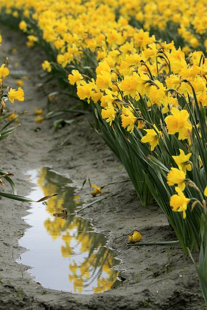 Wordsworth's Daffodils