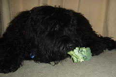 Fonzie loves broccoli