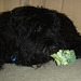 Fonzie loves broccoli