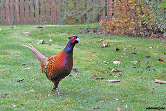 We are becoming braver: With me sitting in the open doorway, he is coming right up to me for his peanut supply!
