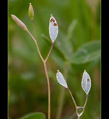 Tiny Whitlow Grass Seeds