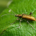 Reed Beetle