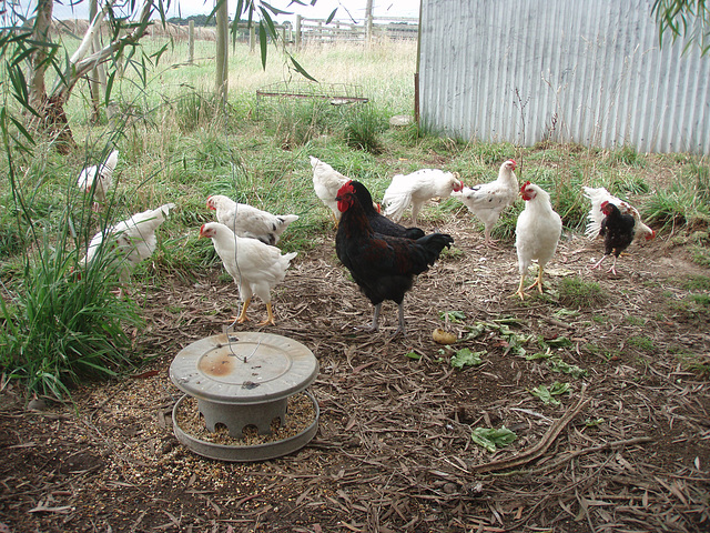 dozen young roosters