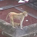 Monkeys on the rooftops