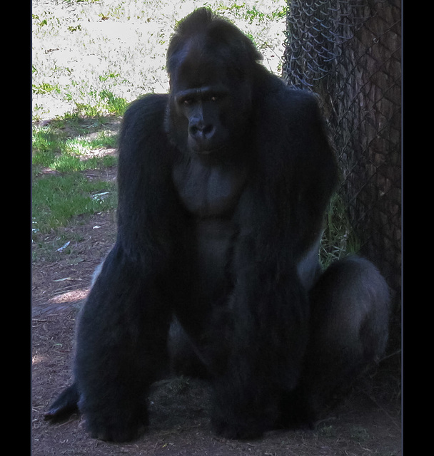 San Francisco Zoo: Silverback Gorilla