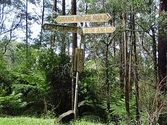 Grand Ridge Road, Strzelecki State Forest