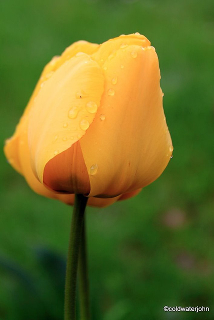 Tulip