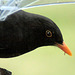 Male Blackbird a the window feeder