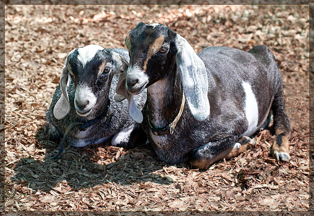 Jackson County Fair: Nubian Kids