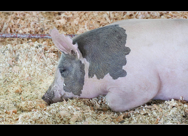 Jackson County Fair: Piggy Snoozer