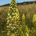 Wild Mignonette