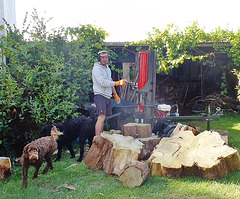 woodsplitting WWOOFer with woofers