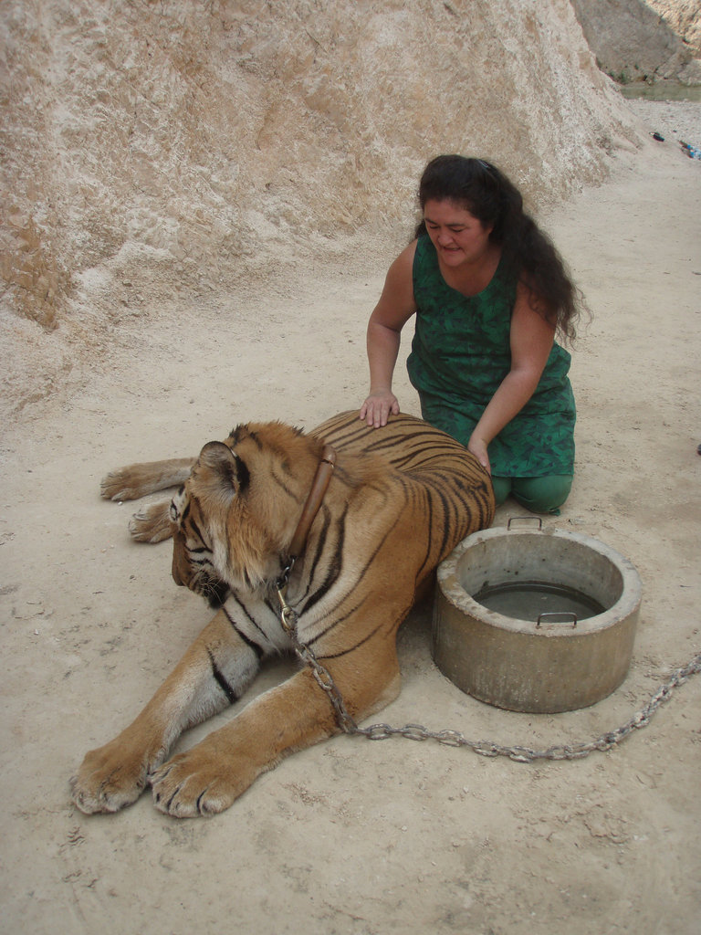 tiger patting